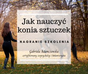 Jak nauczyć konia sztuczek