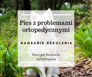 Pies z problemami ortopedycznymi